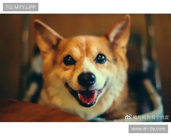 赣州足球赛观赛指南提前多少小时到场最合适避免错过精彩时刻